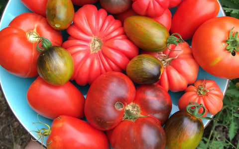 My Favorite Tomato Varieties