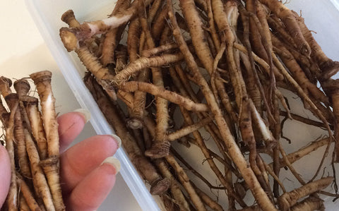 Fermented Dandelion Root Beer Recipe